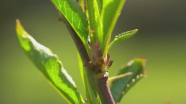 Taze filizlenmiş yaprakların makro ayrıntıları