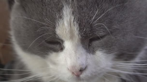 Симпатичный портрет кошки с закрытыми глазами — стоковое видео