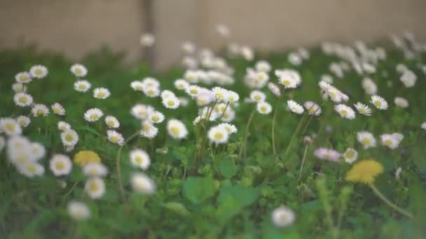 Daisy bunga di musim semi — Stok Video