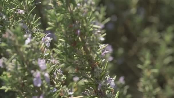 マクロローズマリー植物の詳細 — ストック動画