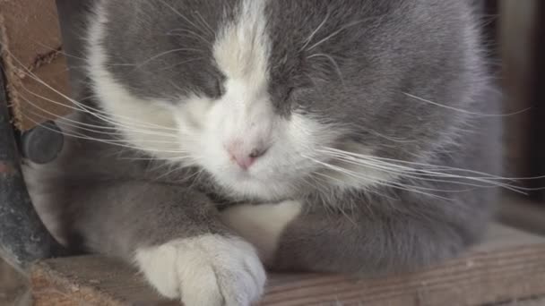 Schattig katportret met gesloten ogen 2 — Stockvideo