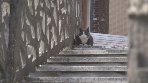 Katze ruht auf der Treppe — Stockvideo
