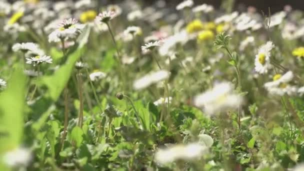 Daisy flor na primavera 6 — Vídeo de Stock