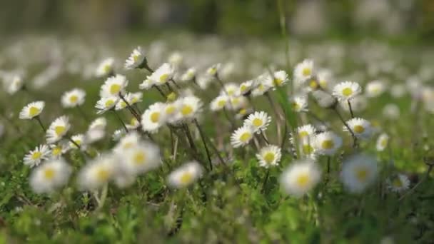 Daisy bloem in het voorjaar 3 — Stockvideo