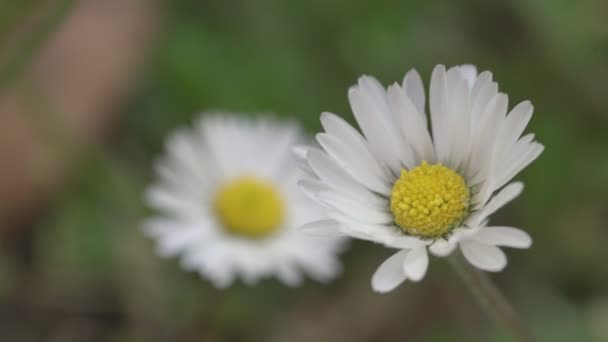 13 Baharda Papatya çiçeği — Stok video