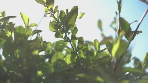 Φύλλα εκτεθειμένα στον ήλιο 3 — Αρχείο Βίντεο