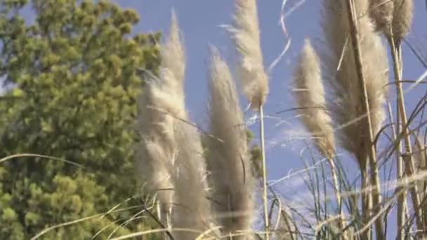 Detalle de hierba pampeana 3 — Vídeos de Stock