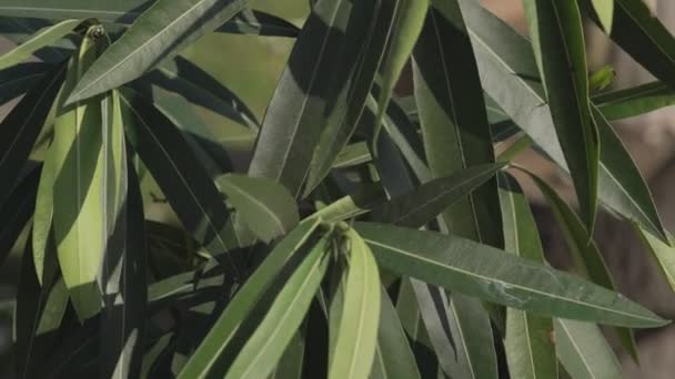 Oleander pozostawia szczegóły — Wideo stockowe