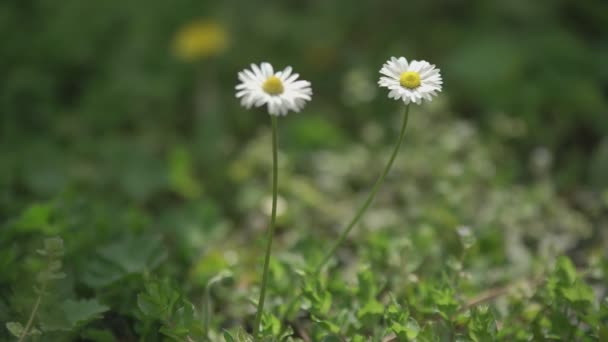 8 Baharda Papatya çiçeği — Stok video