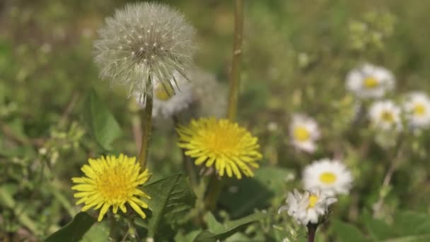 봄의 타 락스 쿰 꽃 12 — 비디오
