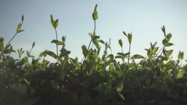 Güneş 6 'da açıkta kalır.