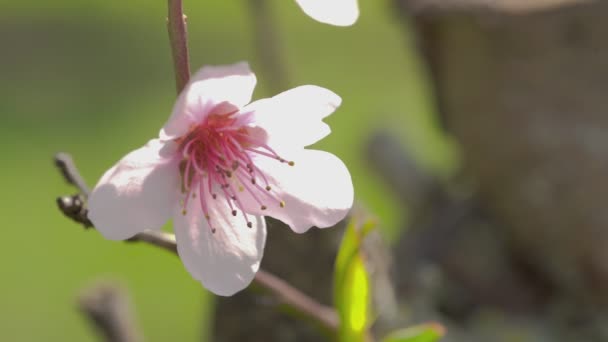 Detalhe macro de uma flor de pêssego — Vídeo de Stock