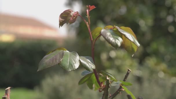 Feuilles exposées au soleil — Video