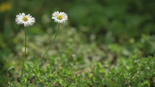 Daisy bloem in het voorjaar 7 — Stockvideo