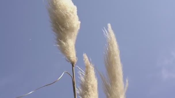 Pampas grass detail 2 — Stock Video