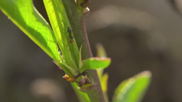 Ants on the leaves 3 — Stock Video