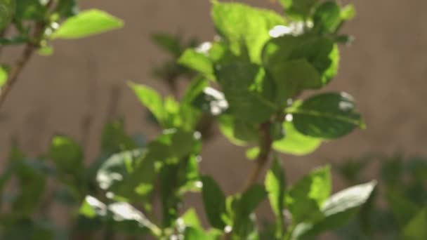 Деталь листя гортензії — стокове відео