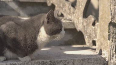 Kedi 3. basamakta dinleniyor.