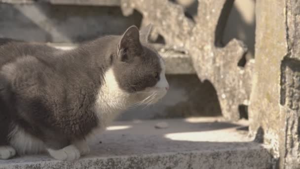 Gato descansa en los pasos 3 — Vídeo de stock