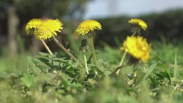 봄의 타 락스 쿰 꽃 5 — 비디오
