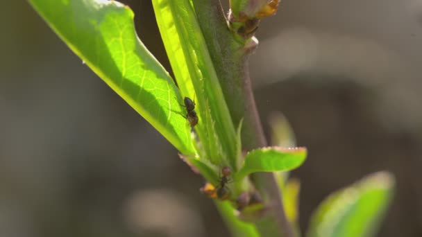 Fourmis sur les feuilles 2 — Video