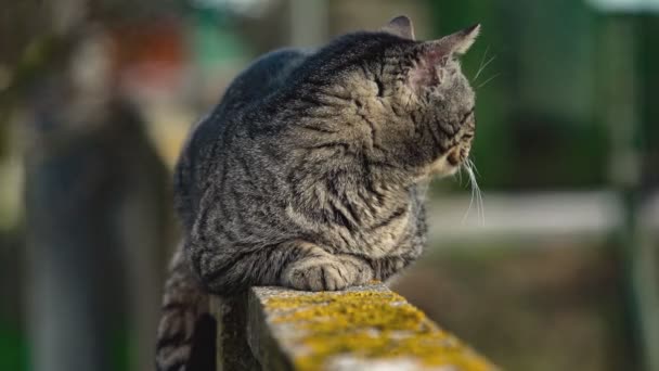 Kočka Zavřít Portrét Zdi — Stock video