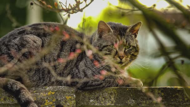 Şirin Kedi Bahçedeki Portreyi Kapat — Stok video