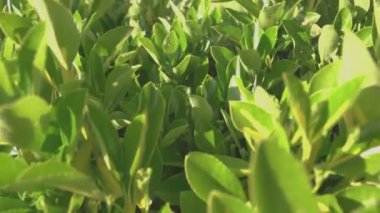 Baharda güneş ışığında yapraklar