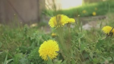 Baharda çayırda Karahindiba 'nın ayrıntıları