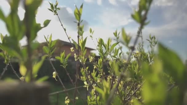 蓝天阳光下树叶的细节 — 图库视频影像