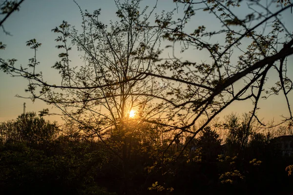 Vista Panorâmica Pôr Sol Entre Árvores Primavera — Fotografia de Stock