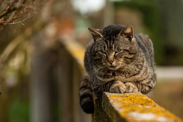 Şirin Kedi Nin Duvarda Dinlenme Ayrıntıları — Stok fotoğraf