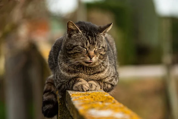 Şirin Kedi Nin Duvarda Dinlenme Ayrıntıları — Stok fotoğraf