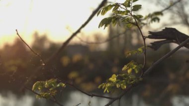 6 baharda gün batımında bir gölet manzarası