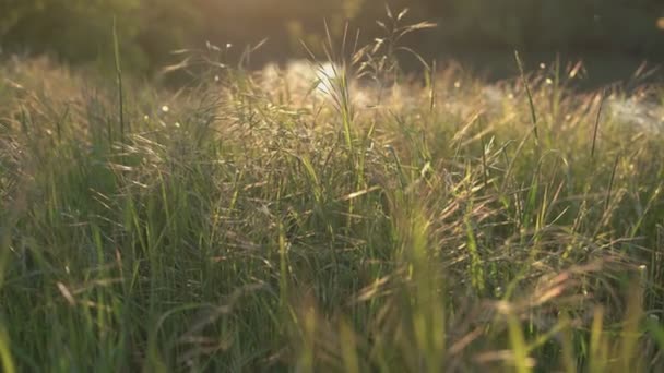 Grass sunset detail — Vídeos de Stock