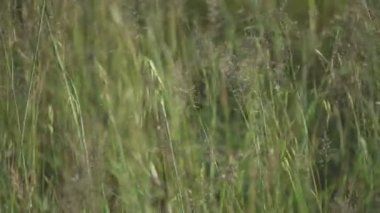 Bir tarlada bahar çimeni detayı