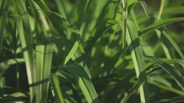 Yaz tarlasında Çimenlerin Detayları