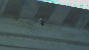 Örümcek yakalama detayları örümcek ağında uçar