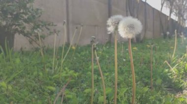 Baharda bahçede Taraxacum detayı