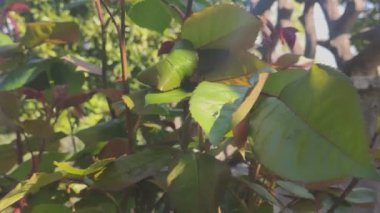 Tespih ilkbaharda ayrıntı bırakır