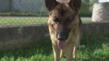 Dili çıkmış Alman çoban köpeği.