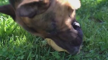 Alman çoban köpeği topu ısırır ve oyun için yok eder.