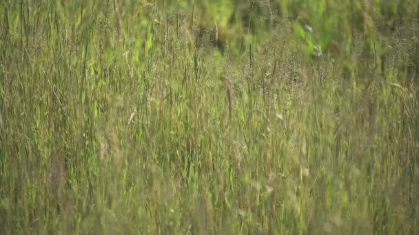 Detail Oats Spring Field — Stok Video