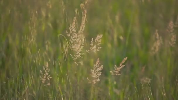 Detalj Gräs Sommarfältet — Stockvideo