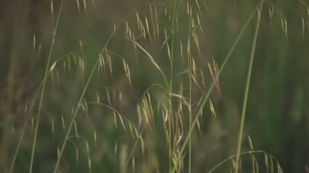 Detalle Avena Primavera — Vídeo de stock