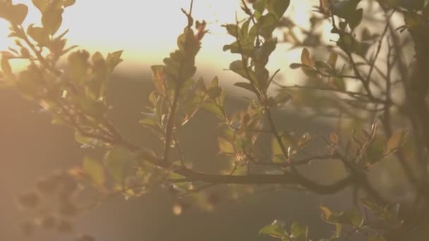 Zachód Słońca Między Gałęziami Liśćmi Wiosną — Wideo stockowe
