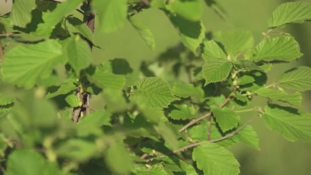 Hazel Pozostawia Szczegóły Świetle Słonecznym — Wideo stockowe