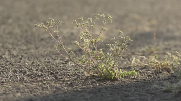 Szczegóły Trawy Rośnie Asfalcie — Wideo stockowe