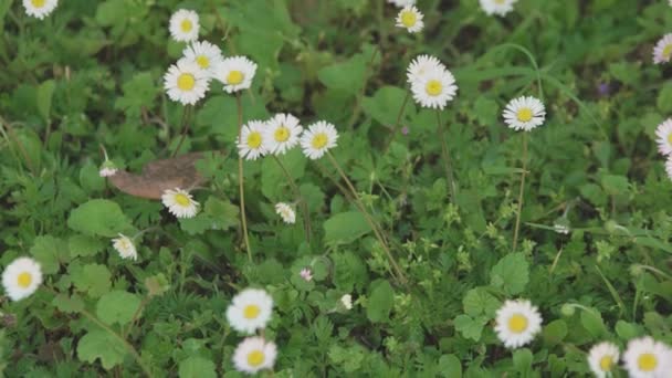 Detalhe Das Margaridas Primavera Prado — Vídeo de Stock