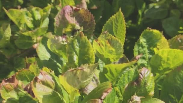 Folhas Verdes Textura Detalhe Luz Solar — Vídeo de Stock